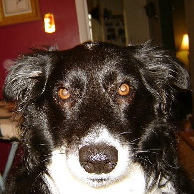 Original photo of Border Collie (边境牧羊犬)