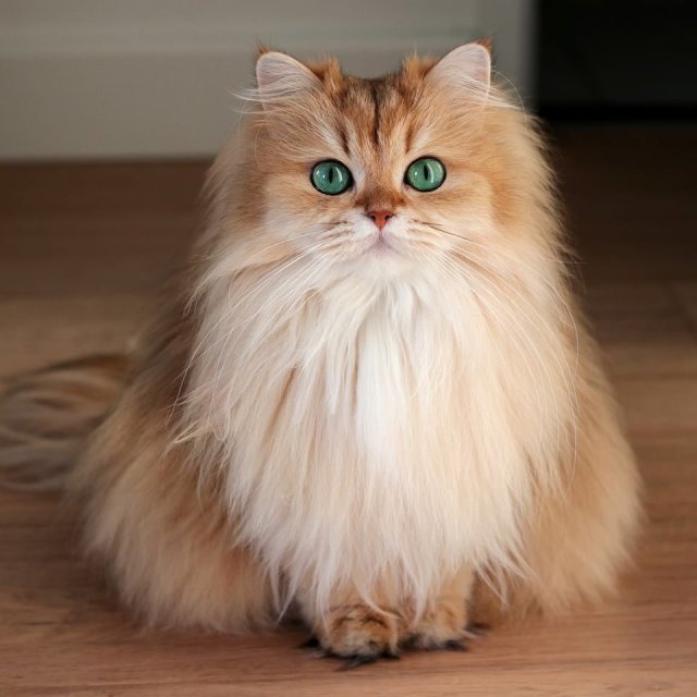 Original photo of Golden Shaded Longhair (长毛金渐层)