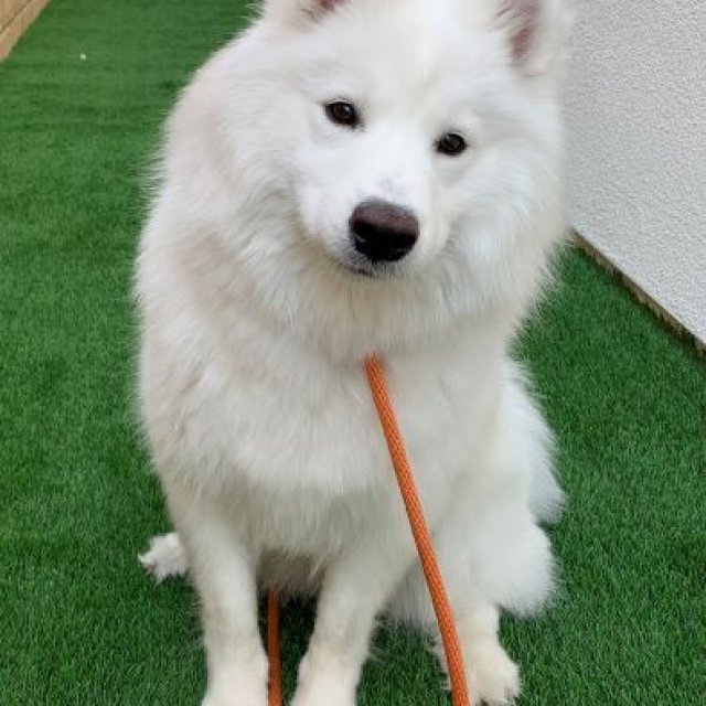 Original photo of Samoyed (萨摩耶)