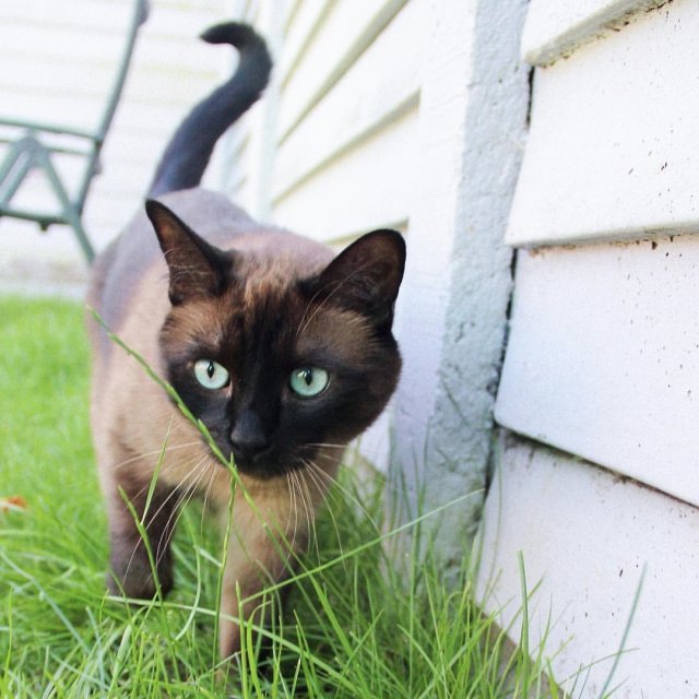 Original photo of Siamese (暹罗猫)
